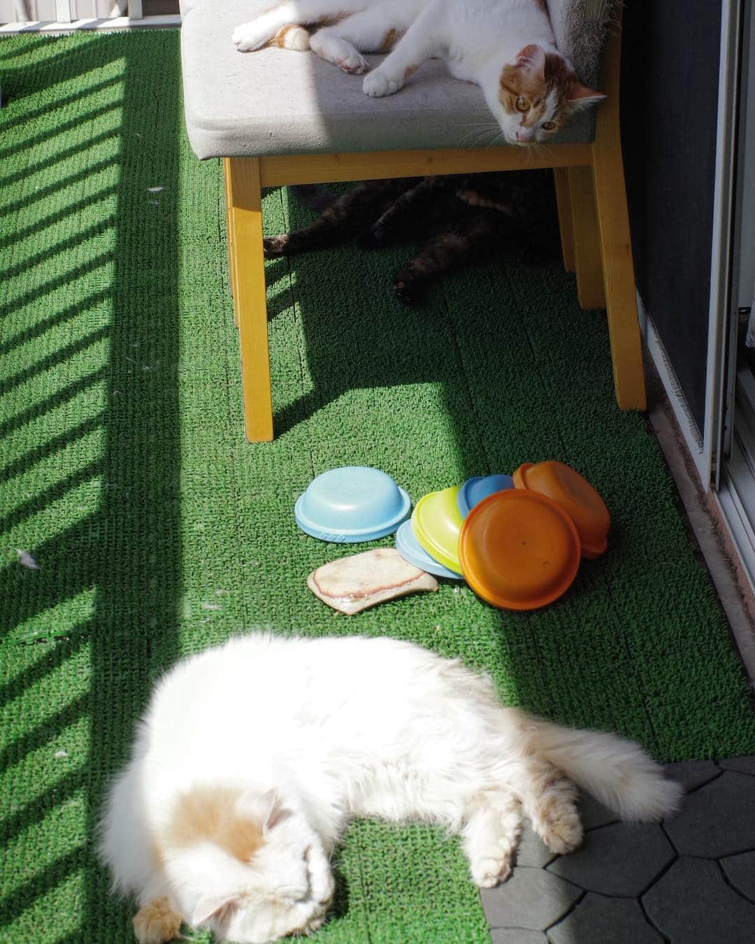 Kachimo Yoshimatsuさんのインスタグラム写真 - (Kachimo YoshimatsuInstagram)「ベランダリゾート Veranda Resort 椅子の下にひじきもいるけど影に溶け込んでる。Hijiki is under the chair  #uchinonekora #hijiki #okaki #oinari #neko #cat #catstagram #kachimo #猫 #ねこ #うちの猫ら http://kachimo.exblog.jp」5月4日 12時37分 - kachimo