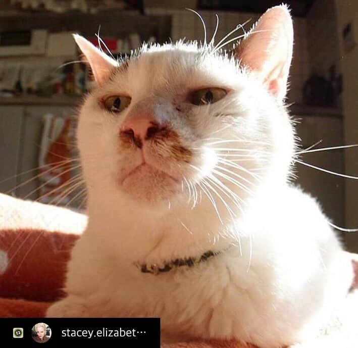 Kachimo Yoshimatsuさんのインスタグラム写真 - (Kachimo YoshimatsuInstagram)「Thanks Stacey Elizabeth!  #Repost with @Repostlyapp @stacey.elizabeth.1971 I love this face. #iloveyohkansan #beautifulcat #catsofinstagram #yohkansan #restinpeace #angelcat #japanesecat」5月4日 12時58分 - kachimo