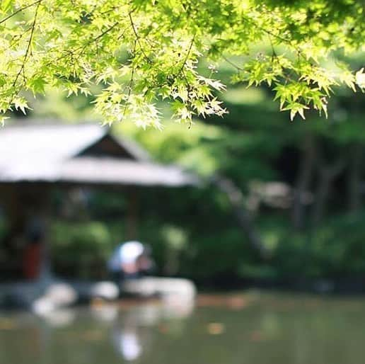 八芳園さんのインスタグラム写真 - (八芳園Instagram)「【青紅葉】  今日 みどりの日も気持ちの良い お出かけ日和となりました。 庭園の青紅葉も美しい姿を見せています。  青紅葉とは広辞苑によると （１）まだ紅葉していない楓（かえで） （２）襲（かさね）の色目。表は青、裏は朽葉」の事。  襲とは 平安貴族らが衣を重ねて着る時の色や、 衣の表と裏の取り合わせのことで、 青紅葉は夏の色になります。  青紅葉を眺める事は 日本の文化に触れる事にも。  連休後半。 喧騒から逃れて ゆったりと青紅葉を眺める午後を。  #八芳園 #結婚式 #結婚 #花嫁 #プレ花嫁さんと繋がりたい #プレ花嫁 #イベントプロデュース #ハンドメイドイベント #庭園 #日本庭園 #自然栽培 #オーガニック #料亭 #日本文化体験 #日本文化 #東京 #品川 #高輪 #白金台 #白金台カフェ #dmogateway新品川 #happoen #wedding #cafe #event #mice #garden #japaneseculture #tokyo #takanawa」5月4日 13時20分 - happoen