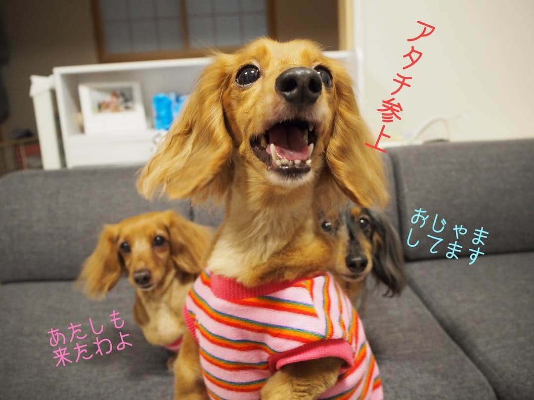 Club Soda♡さんのインスタグラム写真 - (Club Soda♡Instagram)「昨日はみんなであられんち🙋 久しぶりに会えて 飼い主もソーちゃんたちも テンション高すぎ笑  喋りたおして気づけば半日😂 楽しい1日になりましたー✨ #ソーちゃん#ガサツgirl #あられとくるみ#チワワ #ミニチュアダックスフンド #ミニチュアダックス #ダックスフンド#ダックス #人んち最高のモンスターたち #食べてるか喋ってるかソーちゃんたちの💩拾ってるかの半日 #ソーちゃんはくるみと絡みたい #あられはソーちゃんと絡みたい #くるみはカカオと絡みたい #ハーレム状態でココアご機嫌 #家ついたの夜中😂 #楽しすぎて時間忘れる笑 #楽しい1日をありがとう」5月4日 13時32分 - kumi.s66