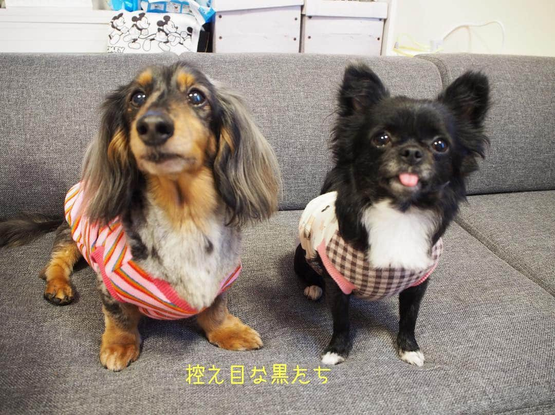 Club Soda♡さんのインスタグラム写真 - (Club Soda♡Instagram)「昨日はみんなであられんち🙋 久しぶりに会えて 飼い主もソーちゃんたちも テンション高すぎ笑  喋りたおして気づけば半日😂 楽しい1日になりましたー✨ #ソーちゃん#ガサツgirl #あられとくるみ#チワワ #ミニチュアダックスフンド #ミニチュアダックス #ダックスフンド#ダックス #人んち最高のモンスターたち #食べてるか喋ってるかソーちゃんたちの💩拾ってるかの半日 #ソーちゃんはくるみと絡みたい #あられはソーちゃんと絡みたい #くるみはカカオと絡みたい #ハーレム状態でココアご機嫌 #家ついたの夜中😂 #楽しすぎて時間忘れる笑 #楽しい1日をありがとう」5月4日 13時32分 - kumi.s66