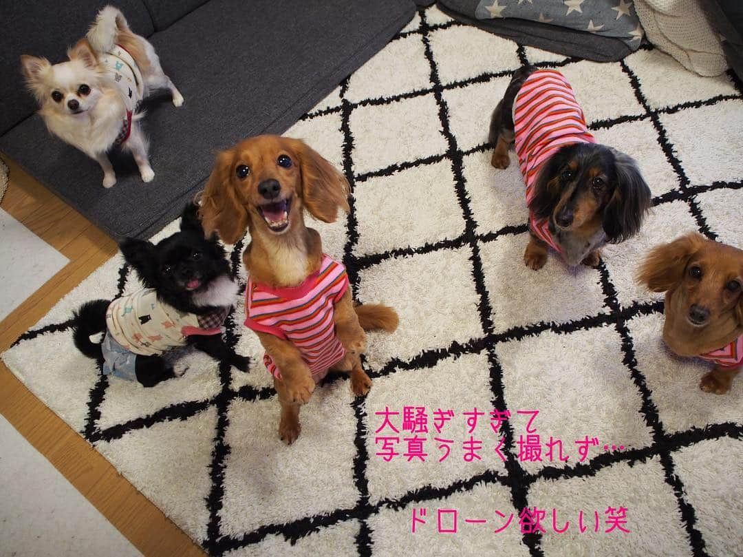 Club Soda♡さんのインスタグラム写真 - (Club Soda♡Instagram)「昨日はみんなであられんち🙋 久しぶりに会えて 飼い主もソーちゃんたちも テンション高すぎ笑  喋りたおして気づけば半日😂 楽しい1日になりましたー✨ #ソーちゃん#ガサツgirl #あられとくるみ#チワワ #ミニチュアダックスフンド #ミニチュアダックス #ダックスフンド#ダックス #人んち最高のモンスターたち #食べてるか喋ってるかソーちゃんたちの💩拾ってるかの半日 #ソーちゃんはくるみと絡みたい #あられはソーちゃんと絡みたい #くるみはカカオと絡みたい #ハーレム状態でココアご機嫌 #家ついたの夜中😂 #楽しすぎて時間忘れる笑 #楽しい1日をありがとう」5月4日 13時32分 - kumi.s66