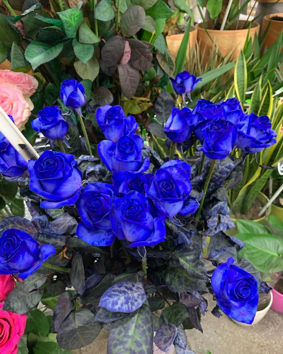 ジュヨン さんのインスタグラム写真 - (ジュヨン Instagram)「rose 🌹」5月4日 13時43分 - jupppal