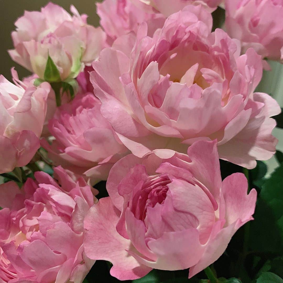 さだまさしさんのインスタグラム写真 - (さだまさしInstagram)「シーアネモネ🌹 綺麗な薔薇を👀 新種だそうです。 イソギンチャクに似ているからついた名前とか。 . #シーアネモネ #さだまさし  #sadamasashi」5月4日 14時05分 - sada_masashi