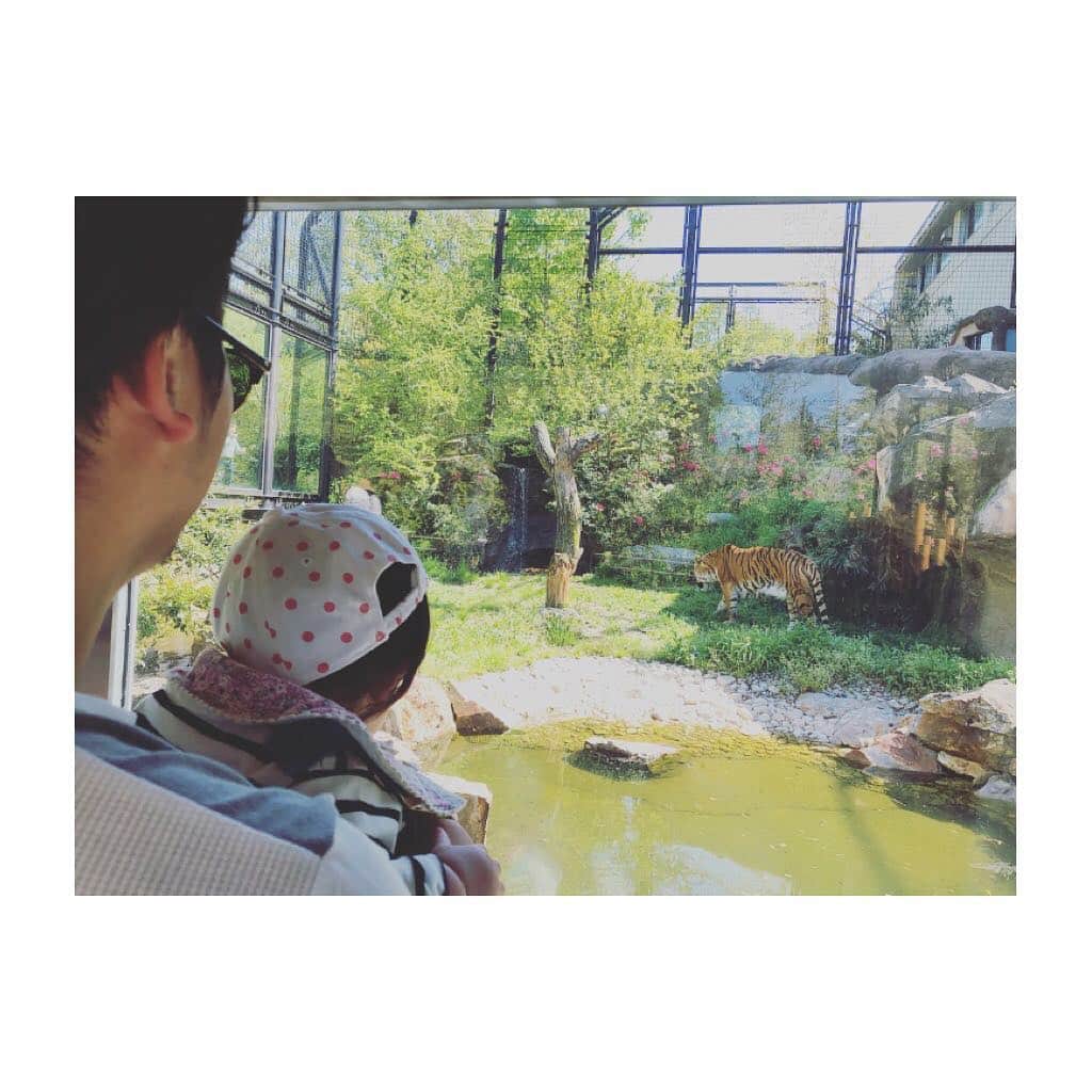 竹澤萌子さんのインスタグラム写真 - (竹澤萌子Instagram)「一昨日は、いしかわ動物園に行ってきたよ🦁🐧❤️❤️ こないだの水族館の時みたいに、結構見てくれてたし良かった〜👶💓💓☀️🌈 パパは娘抱っこする度に半袖でも汗だく🙋‍♂️💦💦 夏どーなるんだ🤭🔥笑 これから色んなところ遊びに行こうね🚙✌️✌️💕 #GW#いしかわ動物園#動物園#石川#金沢#鯉のぼり#令和#妊婦#マタニティ#赤ちゃん#女の子ベビー#0歳#6ヶ月#新米ママ#年子ママ#zoo#baby#babygirl#babygap#maternity#6months#ishikawa#kanazawa#instagood#instalike」5月4日 23時29分 - moeco_world