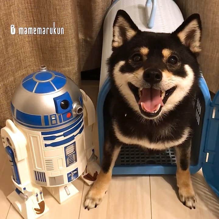 まめ丸のインスタグラム：「* * 今日はぼくのだいすきな『スターウォーズの日⭐️』だよ❣️ R2D2さんと🐶💓 -------------------------------- スターウォーズの日でブログかいたよ。 ストーリーかプロフィールのURLからみてね🐶❣️ * May the 4th be with you🐶⭐️ -------------------------------- I updated my blog🐶💓 The URL is in my profile. Please visit it if you have time❣️ * #フォースと共にあらんことを #スターウォーズの日 ぼくはくろいから #ダースベイダー さん今度やりたいな🐶 * #柴犬#豆柴#柴#黒柴#犬#まめ丸スターウォーズ#shiba#shibainu#shibastagram#shibadog#puppy#instadog#dogstagram#dog#instashiba#petstagram#cute#adorable#강아지#멍스타그램#starwars#doglover#ilovemydogs#maytheforcebewithyou#maythe4thbewithyou#スターウォーズ#まめ丸何の日シリーズ」