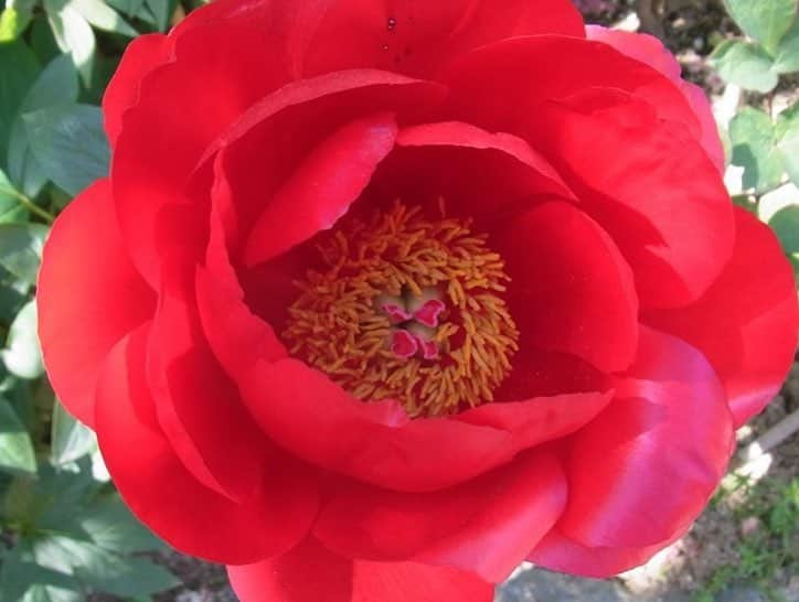 小嶋晶子さんのインスタグラム写真 - (小嶋晶子Instagram)「Went to Hase temple. Hase temple is often called the ‘Flower Temple’ because it has flower-filled precincts throughout the four seasons. Peonies are particularly very popular among people. The best known legend of this temple is the story of the peony and Empress Mezu-Bunin. The story goes that the Empress Mezu-Bunin, who excited in China about 1,000 years ago, had a golden heart but her face was ugly. It looked like a horse. One day she heard magical power of the Eleven-faced Kannon, the Buddha of Compassion of Hase temple in Japan. She prayed for the Hase Kannon from China to change her looks, and the Kannon heard her prayer. Her wish was granted and she became incredible beautiful. In appreciation for the Kannon she gifted a lot of treasures to Hase temple and those gifts included several peonies. This is the beginning of beautiful peonies in Hase temple. 四季を通して様々な花が咲く「花の御寺」と名高い長谷寺へ。毎年牡丹の時期に訪れていますが、今回、法話で聞いた「牡丹と長谷寺の伝説」が面白い。ギュッと要約すると“唐の時代の中国、馬頭夫人(めずぶにん)という名の心はめちゃくちゃ美しいけど、見た目が・・・な皇妃が自分の容姿に悩んで、長谷寺の十一面観音に「美人になりたい!」と願ったら、絶世の美女に!感謝感激雨あられで送った、たくさんの宝物の中に牡丹があり、これが長谷寺に咲く牡丹の始まり..だそう”。私も観音様にしっかりお願いしてきました🤣 #hasetemple #hasederatemple #peony #peonies #nara #japan #🌺 #🇯🇵」5月4日 23時45分 - kojimamajiko