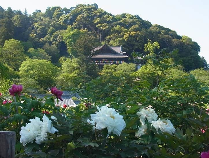 小嶋晶子さんのインスタグラム写真 - (小嶋晶子Instagram)「Went to Hase temple. Hase temple is often called the ‘Flower Temple’ because it has flower-filled precincts throughout the four seasons. Peonies are particularly very popular among people. The best known legend of this temple is the story of the peony and Empress Mezu-Bunin. The story goes that the Empress Mezu-Bunin, who excited in China about 1,000 years ago, had a golden heart but her face was ugly. It looked like a horse. One day she heard magical power of the Eleven-faced Kannon, the Buddha of Compassion of Hase temple in Japan. She prayed for the Hase Kannon from China to change her looks, and the Kannon heard her prayer. Her wish was granted and she became incredible beautiful. In appreciation for the Kannon she gifted a lot of treasures to Hase temple and those gifts included several peonies. This is the beginning of beautiful peonies in Hase temple. 四季を通して様々な花が咲く「花の御寺」と名高い長谷寺へ。毎年牡丹の時期に訪れていますが、今回、法話で聞いた「牡丹と長谷寺の伝説」が面白い。ギュッと要約すると“唐の時代の中国、馬頭夫人(めずぶにん)という名の心はめちゃくちゃ美しいけど、見た目が・・・な皇妃が自分の容姿に悩んで、長谷寺の十一面観音に「美人になりたい!」と願ったら、絶世の美女に!感謝感激雨あられで送った、たくさんの宝物の中に牡丹があり、これが長谷寺に咲く牡丹の始まり..だそう”。私も観音様にしっかりお願いしてきました🤣 #hasetemple #hasederatemple #peony #peonies #nara #japan #🌺 #🇯🇵」5月4日 23時45分 - kojimamajiko