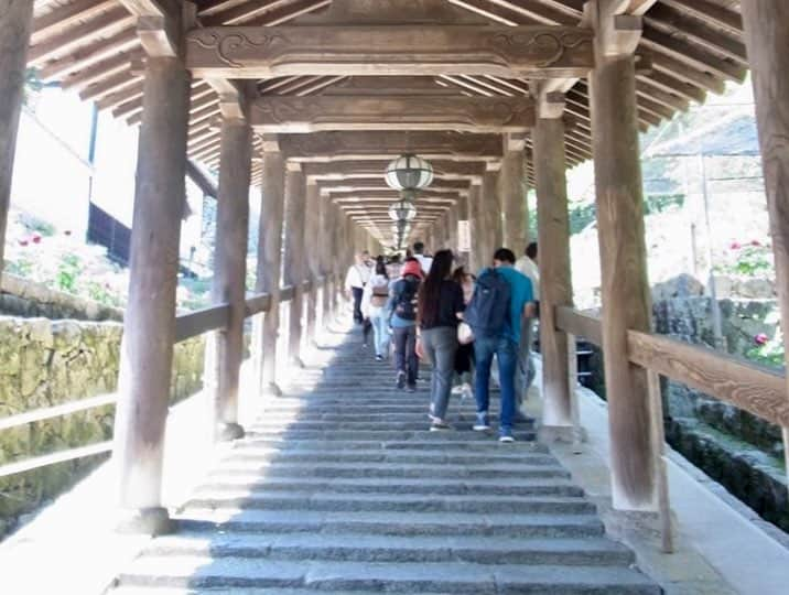 小嶋晶子さんのインスタグラム写真 - (小嶋晶子Instagram)「Went to Hase temple. Hase temple is often called the ‘Flower Temple’ because it has flower-filled precincts throughout the four seasons. Peonies are particularly very popular among people. The best known legend of this temple is the story of the peony and Empress Mezu-Bunin. The story goes that the Empress Mezu-Bunin, who excited in China about 1,000 years ago, had a golden heart but her face was ugly. It looked like a horse. One day she heard magical power of the Eleven-faced Kannon, the Buddha of Compassion of Hase temple in Japan. She prayed for the Hase Kannon from China to change her looks, and the Kannon heard her prayer. Her wish was granted and she became incredible beautiful. In appreciation for the Kannon she gifted a lot of treasures to Hase temple and those gifts included several peonies. This is the beginning of beautiful peonies in Hase temple. 四季を通して様々な花が咲く「花の御寺」と名高い長谷寺へ。毎年牡丹の時期に訪れていますが、今回、法話で聞いた「牡丹と長谷寺の伝説」が面白い。ギュッと要約すると“唐の時代の中国、馬頭夫人(めずぶにん)という名の心はめちゃくちゃ美しいけど、見た目が・・・な皇妃が自分の容姿に悩んで、長谷寺の十一面観音に「美人になりたい!」と願ったら、絶世の美女に!感謝感激雨あられで送った、たくさんの宝物の中に牡丹があり、これが長谷寺に咲く牡丹の始まり..だそう”。私も観音様にしっかりお願いしてきました🤣 #hasetemple #hasederatemple #peony #peonies #nara #japan #🌺 #🇯🇵」5月4日 23時45分 - kojimamajiko