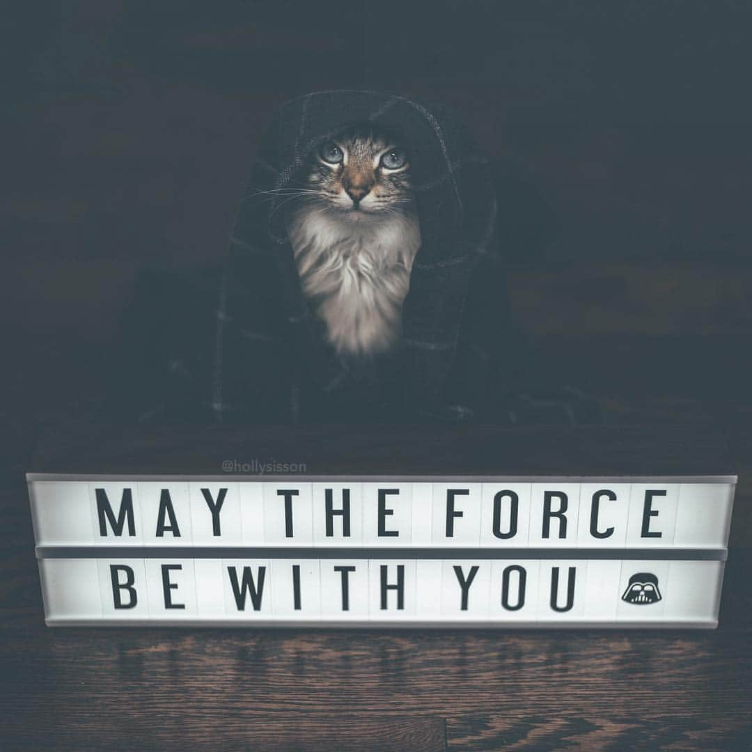 Holly Sissonさんのインスタグラム写真 - (Holly SissonInstagram)「Happy #starwarsday!  #Siberiancat #starwars #maythe4thbewithyou #maytheforcebewithyou (See more of Alice, Finnegan, and Oliver, on @pitterpatterfurryfeet) ~ Canon 1D X MkII + 85 f1.2L II @ f1.2  See my bio for full camera equipment information plus info on how I process my images. 😊 ~  #pickmotion」5月4日 23時45分 - hollysisson