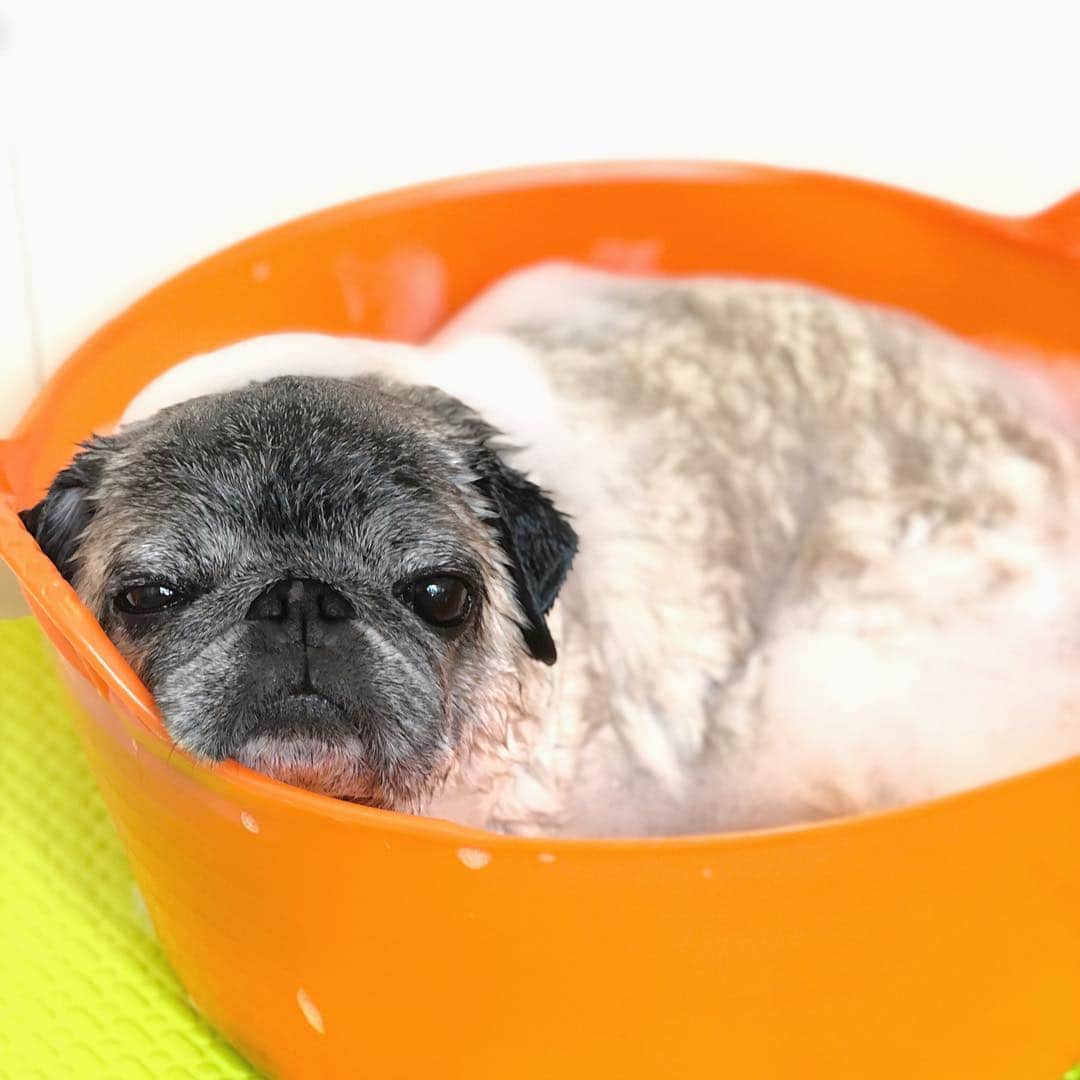 八兵衛のインスタグラム：「G’night🛁 * * 連休あと2日って ホントかな…😪 * * #はちべえのお風呂タイム #泡洗い #ほぼ黒パグ #おじいちゃん犬 #パグ #pug #puggy #puglife #puglove #petstagram #pugstagram #pugsofinstagram #pugs #dog #ふわもこ部  @igersjp #IGersJP #east_dog_japan #pecoイヌ部 #八兵衛 #はちべえ #朝ワンコ夕ニャンコ」