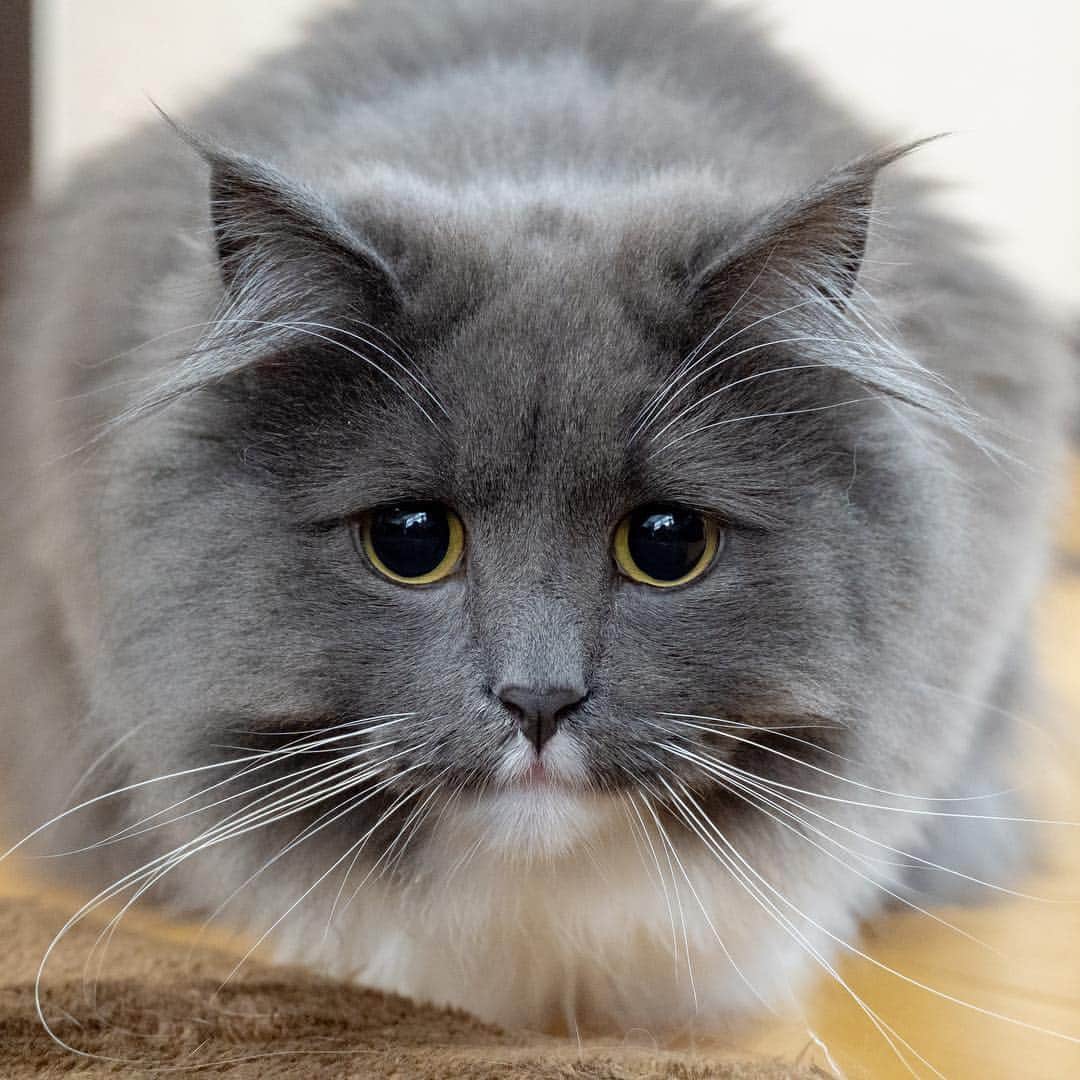 マアルのインスタグラム：「エピックちゃん🐈 #北海道 #旭川市 #ペットシッター #猫 #cat」