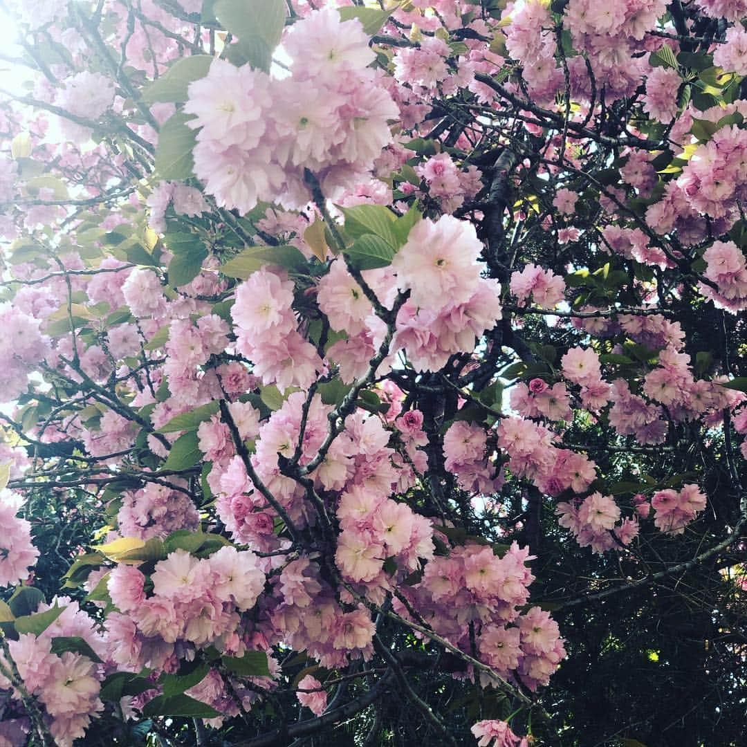 こーすけさんのインスタグラム写真 - (こーすけInstagram)「お花見行けなかったなー。これなんて桜なんだろ？」5月5日 0時30分 - kosuke_saiore