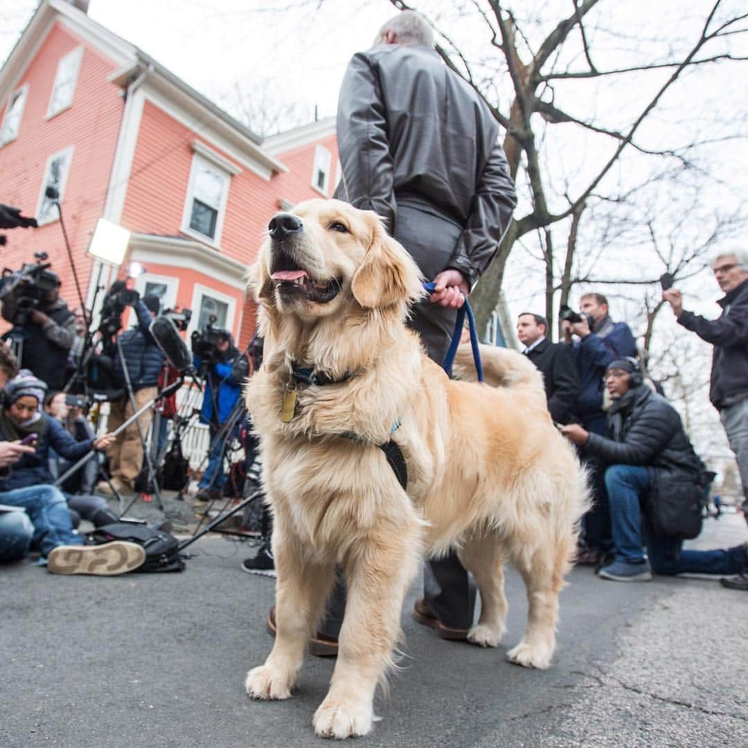 NBC Newsさんのインスタグラム写真 - (NBC NewsInstagram)「Bailey, the #dog belonging to Sen. Elizabeth Warren, stands with Warren's husband as Warren addresses the media outside her home on Dec. 31, 2018. Bailey is one of many #dogs on the campaign trail, as about half of the declared Democratic candidates looking to move into the White House are dog owners. Meet the four-legged friends of the presidential contenders at the link in our bio. . 📷 Scott Eisen / @gettyimages」5月5日 0時45分 - nbcnews