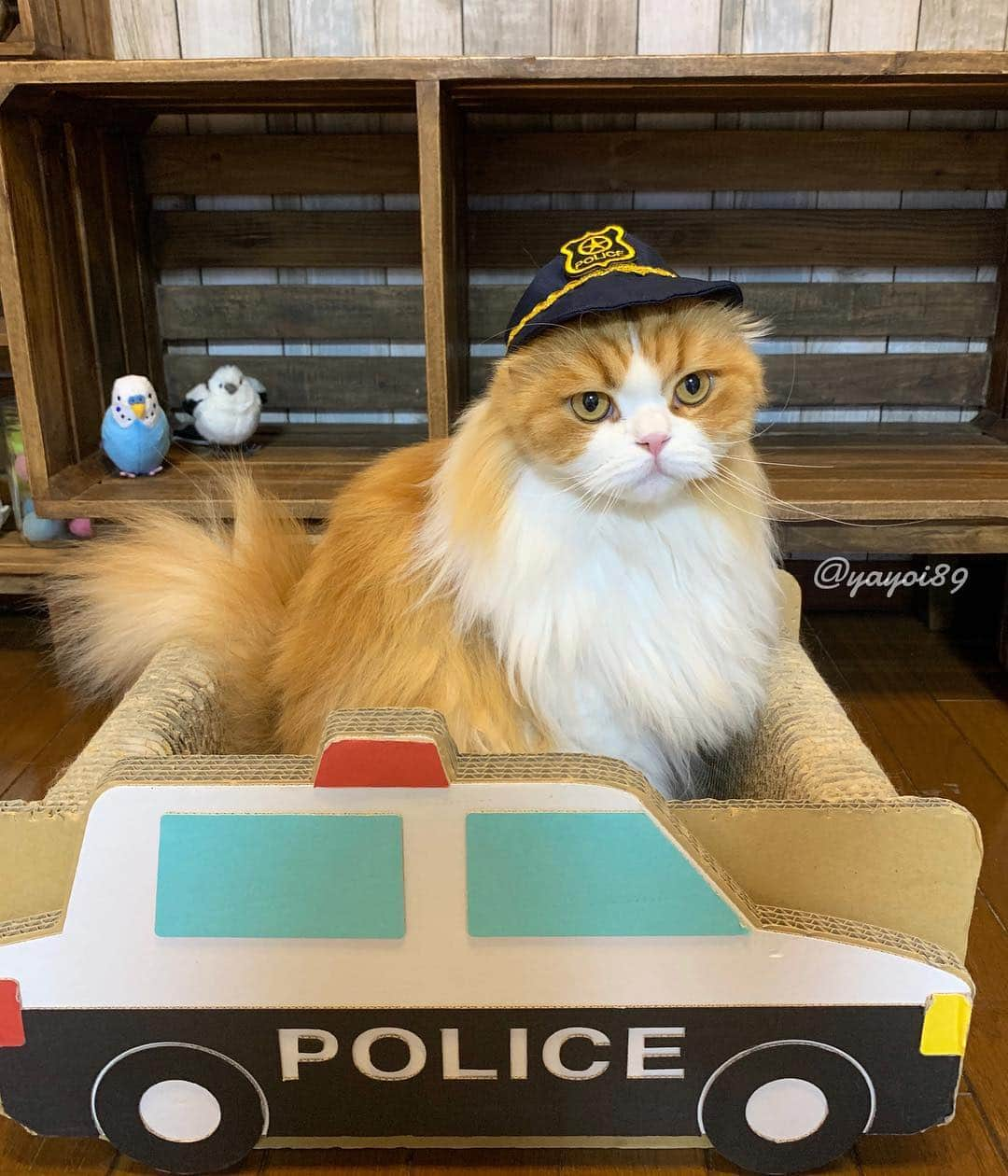 yayoi89さんのインスタグラム写真 - (yayoi89Instagram)「The policeman at our house is very popular 👨‍✈️🚔 . タラちゃんポリス🦁👨‍✈️ このパトカー 🚓 三年越しにバリバリ爪研いで毎晩中で寝てるタラちゃん。 もうボロボロだから捨てたいけど製造中止で売ってない…こんなに気に入ってるからどうにかしたいけど悩ましい🙄🚔 . 2枚め、鳥さん達も 捨てないであげて〜って集まって来ました😂🐦🐦🐤 . #パトカー  #スポーツカー のは見つけたけど違う気がして . #catsofinstagram #policeman #policecar #topcatphoto #igersjp #9gag #meowed #neko #scottishfold #cutepetclub #excellent_cats #bestmeow #cat_features #catoftheday #weeklyfluff #catloversclub #kittycat」5月5日 0時54分 - yayoi89