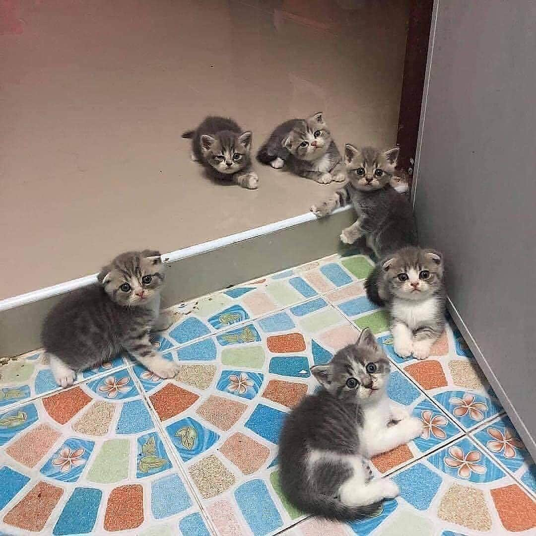 Cute Pets Dogs Catsさんのインスタグラム写真 - (Cute Pets Dogs CatsInstagram)「Cat paradise 😍  Support us with a ❤️ Notification ON 💙 #kittens_of_world and follow us to be featured 😸  #kitty #cats #kitten #kittens #kedi #katze #แมว #猫 #ねこ #ネコ #貓 #고양이 #Кот #котэ #котик #кошка #cutecats #cutest #meow #kittycat #topcatphoto #kittylove #mycat #instacats #instacat #ilovecat #kitties #gato #kittens #kitten」5月5日 0時48分 - dailycatclub