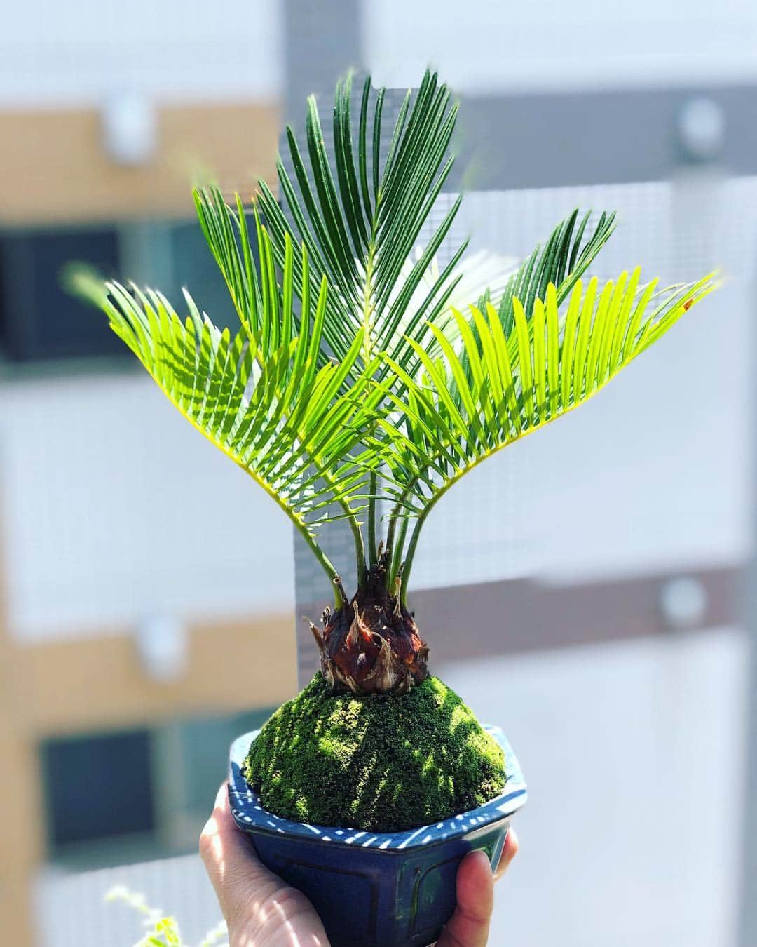 金成公信のインスタグラム：「ソテツ盆栽。ええやん。それではおやすみなさい。#japanesebonsai #tree #plants #盆栽 #bonsai #bonsaijapan #ソテツ #蘇鉄 #sotetsu #cycasrevoluta #japan」