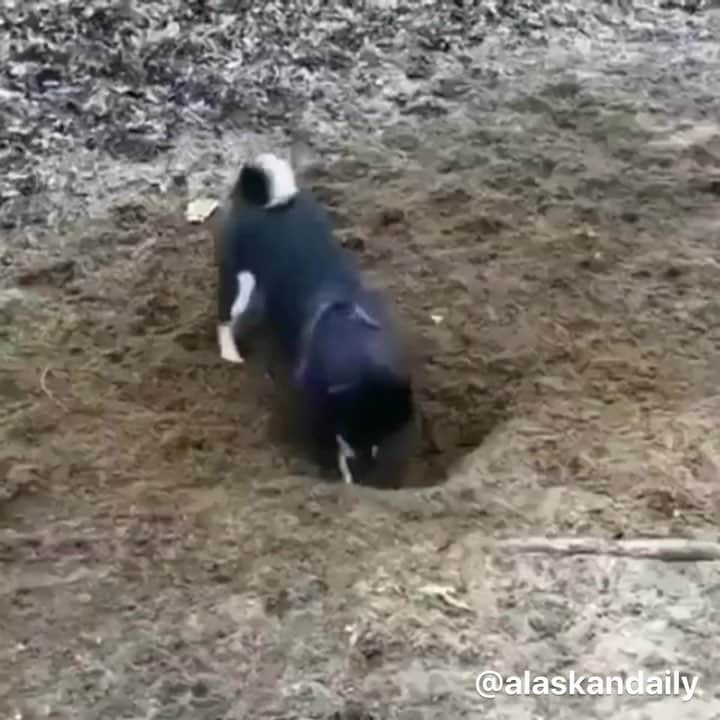 husky and malamuteのインスタグラム：「What is underground? I guess there will definitely be bones.😂😂 follow @alaskandaily （Twitter：alaskandaily）for more cute pic and video.😜 ……………………………………………………………… Each video was approved by the original author. But  don't have a Instagram account. We are first one post those video. So watermark credit @alaskandaily ……………………………………………………………… #alaskan#malamute#alaskanmalamute#alaskanhusky#malamutesofinstagram#puppylife#puppylove#puppydog#puppylover#dogdays#malamutepuppy#huskies#huskeypuppy#huskeiesreq#siberian#huskeiesofig#dogslife#dogsofnyc#cutedog#cutedogs#huskeypics#huskeylovers#huskygram#huskeylove#huskiesofinstagram#dogsofnyc#husky#狗」