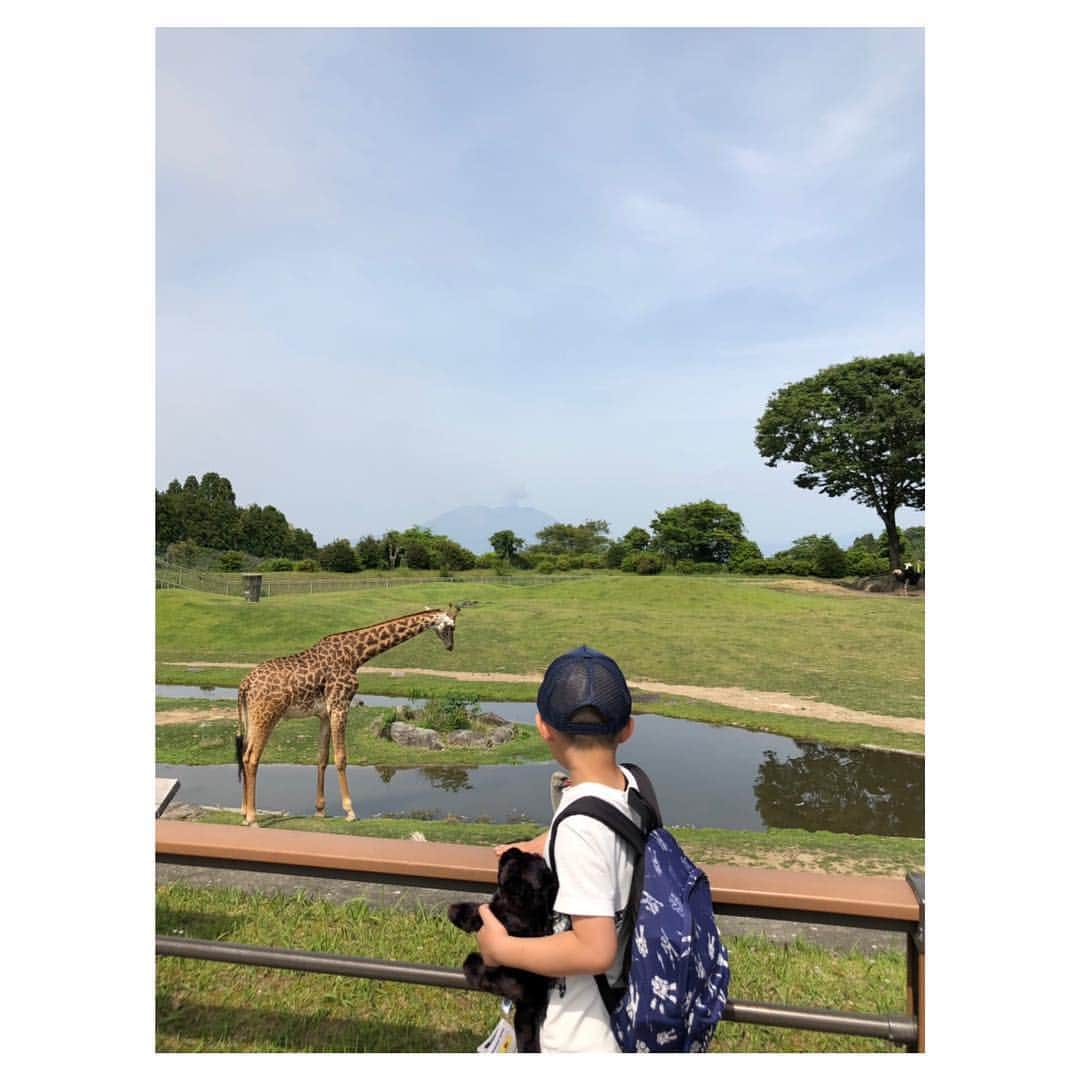 笹峯愛さんのインスタグラム写真 - (笹峯愛Instagram)「2019.5.4 電車とバスで、平川動物園へ。  ゴールデンウィークらしく 割と混み合っていたけれど 東京辺りの、動物園に比べたら そこは鹿児島。  寂しすぎず、賑わいすぎず ちょうど良いあんばいでした。  何よりも、動物達が なんか元気。  普段より多いお客さんに興奮してるのか サービス精神出してるのか  まぁ、よく動くし タイミング良く顔を出したり 観覧者の前に近づいてくる子達ばかり。  動物図鑑でしか見たことなかった キリンが水を飲む姿も生で見れました（笑）  後ろには、薄っすら桜島も見えて 良い景色の中で  動物達に負けずに 興奮して元気なデデは  説明文を読んだり 知ってることをいろいろと教えてくれたり テンション高め。  好きな事を絡めて 文章を読む、要点をつかむ、考える 良い時間になりました。 #鹿児島 #平川動物園 #桜島」5月4日 16時05分 - mineco.m