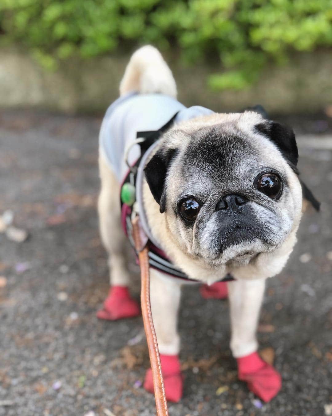 八兵衛のインスタグラム：「Hachibei🌳 * * 一昨日の 夕んぽべえさん。 * * #ほぼ黒パグ #おじいちゃん犬 #パグ #pug #puggy #puglife #puglove #petstagram #pugstagram #pugsofinstagram #pugs #dog #ふわもこ部  @igersjp #IGersJP #east_dog_japan #pecoイヌ部 #八兵衛 #はちべえ #朝ワンコ夕ニャンコ」