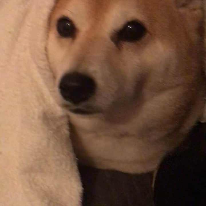 マル子のインスタグラム：「雷⚡️ゴロゴロ怖いです😭 #マル子  #柴犬  #shiba  #雷嫌いな犬」