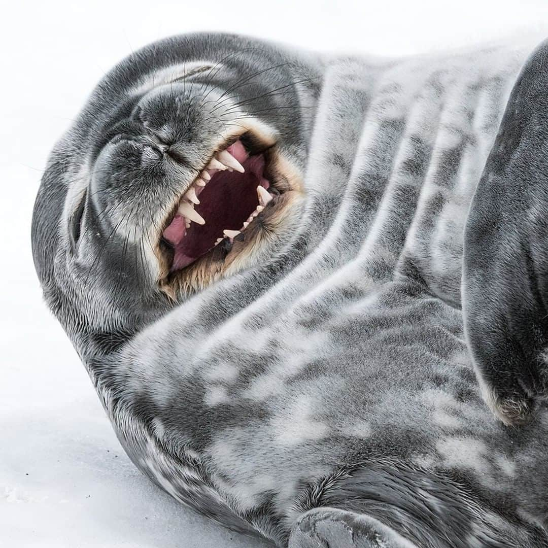 National Geographic Travelさんのインスタグラム写真 - (National Geographic TravelInstagram)「Photo by @DaisyGilardini | Over the course of my career photographing the Polar Regions, I've landed dozens of times on Half Moon Island in the South Shetland Islands, on the Antarctic Peninsula. Quite often, one finds Weddell seals resting on the pebble beaches that surround the island. Seals come ashore to rest and digest food after long hours of fishing at sea. They are excellent divers and can reach 2000 feet in depth looking for fish, squid and invertebrates. In order to capture any kind of behavior, you have to be very patient and simply sit and wait, ready for when the action begins. It might last just a few seconds — the time it takes to yawn. Follow me @DaisyGilardini for more images and stories behind the scenes #Antarctica #weddellseal #polar #wildlifephotography」5月4日 16時25分 - natgeotravel