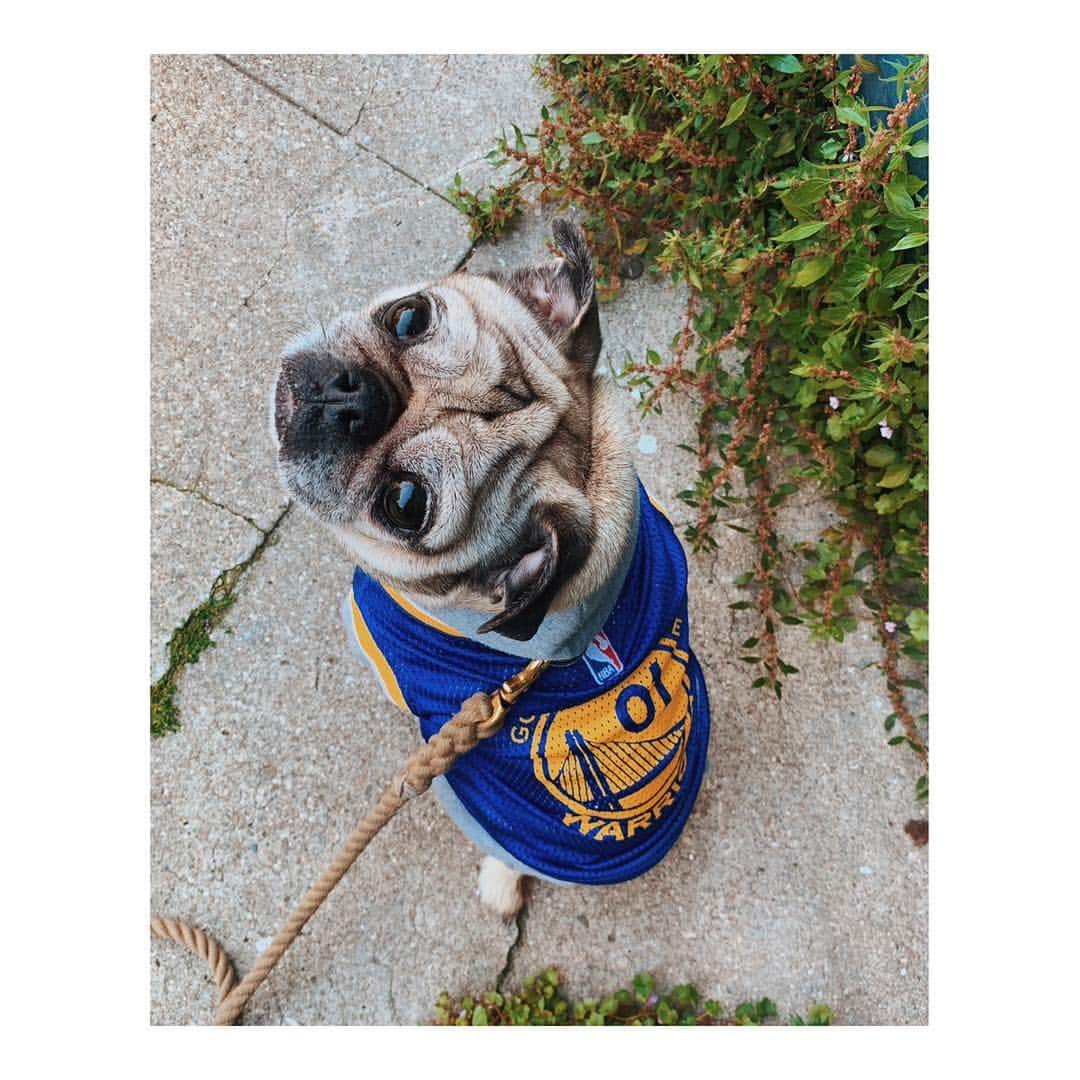 Melissa Santiagoのインスタグラム：「The tiniest Warrior. #DubNation  #LeicaHarrietPancakes #DailyPug #pugsofinstagram」