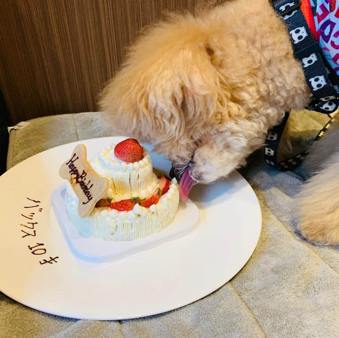 バックスさんのインスタグラム写真 - (バックスInstagram)「♡Happy Birthday バックス♡ 10歳のお誕生日🎂🎉 あっという間の10年間！ まだまだ元気でやんちゃ！ もっともっといっぱい一緒に楽しいことしようね♡  #トイプードル #toypoodle #家族 #ペット #愛犬 #10歳 #バースデー #愛犬ヴィレッジ #ディナー #バースデーケーキ」5月4日 16時57分 - bellusbacks