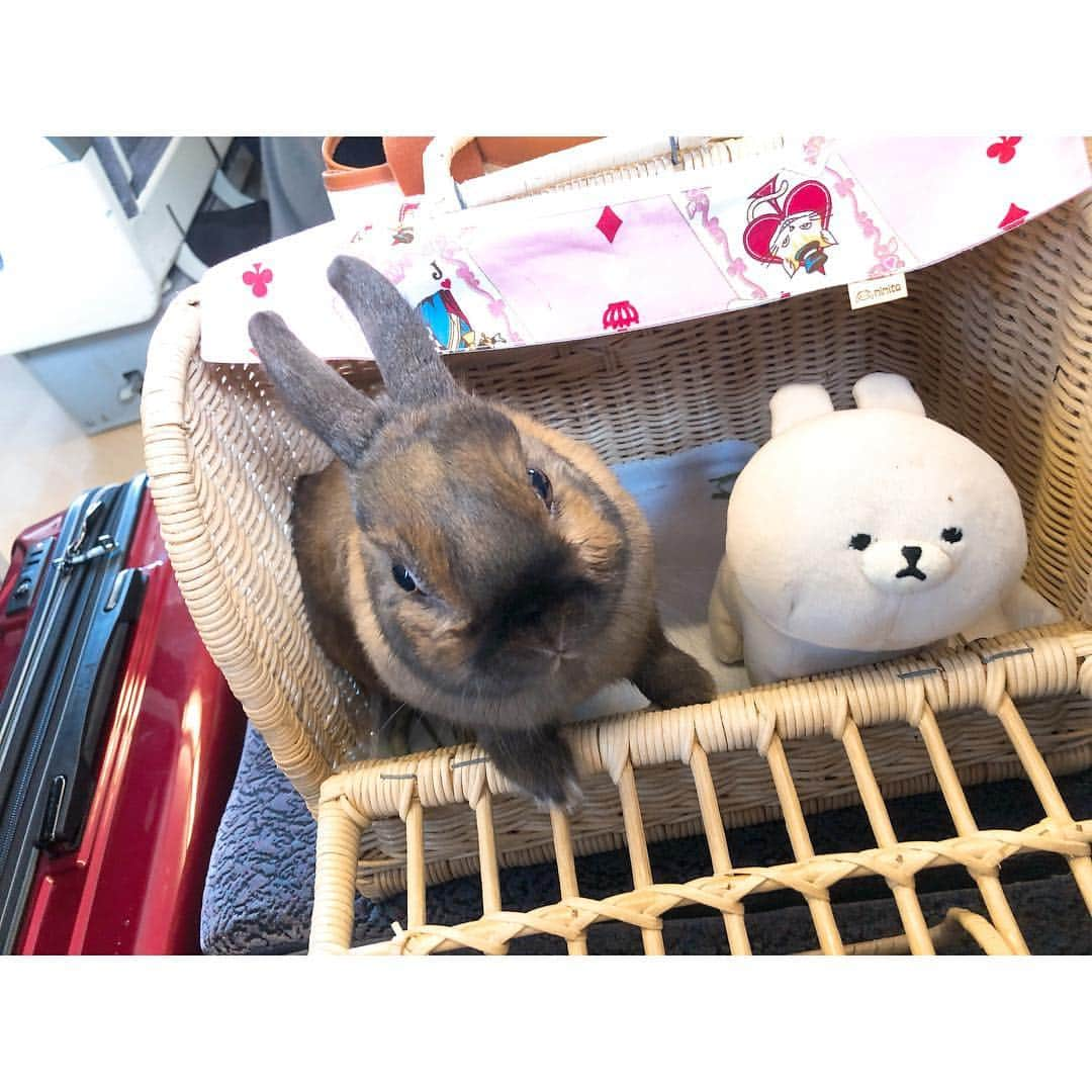 今村仁美さんのインスタグラム写真 - (今村仁美Instagram)「電車の中でもいい子♡🐰 . . . #帰京#あっという間の休み #うさぎ #ペット#親バカ#うさんぽ #うさぎのモフィ#元気もりもり」5月4日 17時05分 - imamura_hi