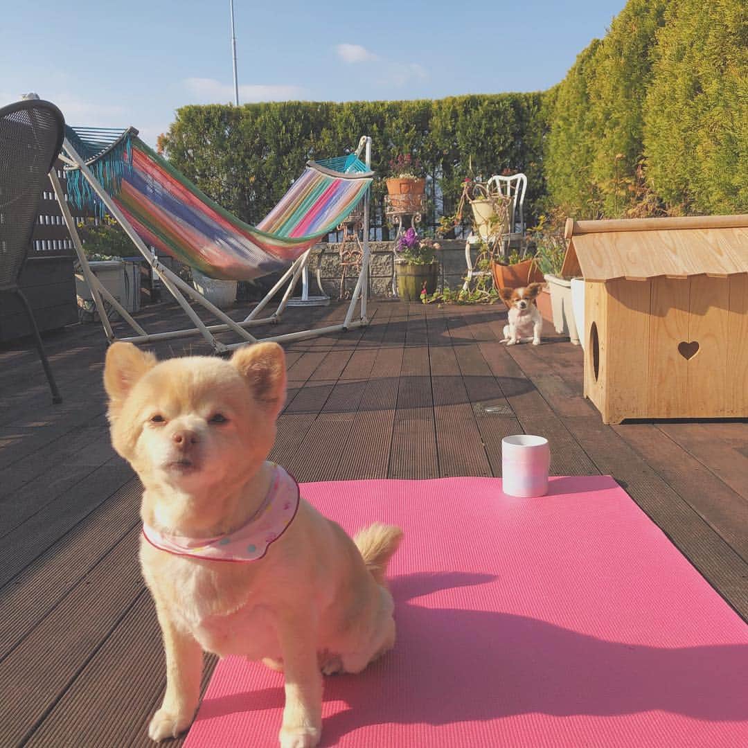 桃華絵里さんのインスタグラム写真 - (桃華絵里Instagram)「pain♡♡♡ ・ ・ #dog #love  #パピヨン  #愛犬 #🍍#🐶」5月4日 17時23分 - _momoka828_