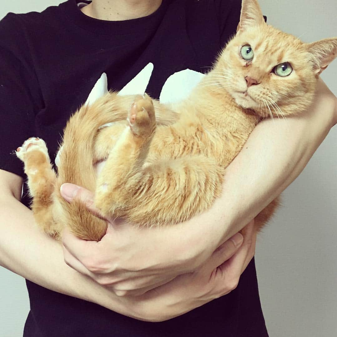 なごむさんのインスタグラム写真 - (なごむInstagram)「※ のはら農研塾さんのスイカ🍉 と ウチのスイカ🐈 そのこころは。  #どちらも水々しいでしょう #どちらも中身が詰まっているでしょう @nohara_nouken」5月4日 17時48分 - matsumotoooooo