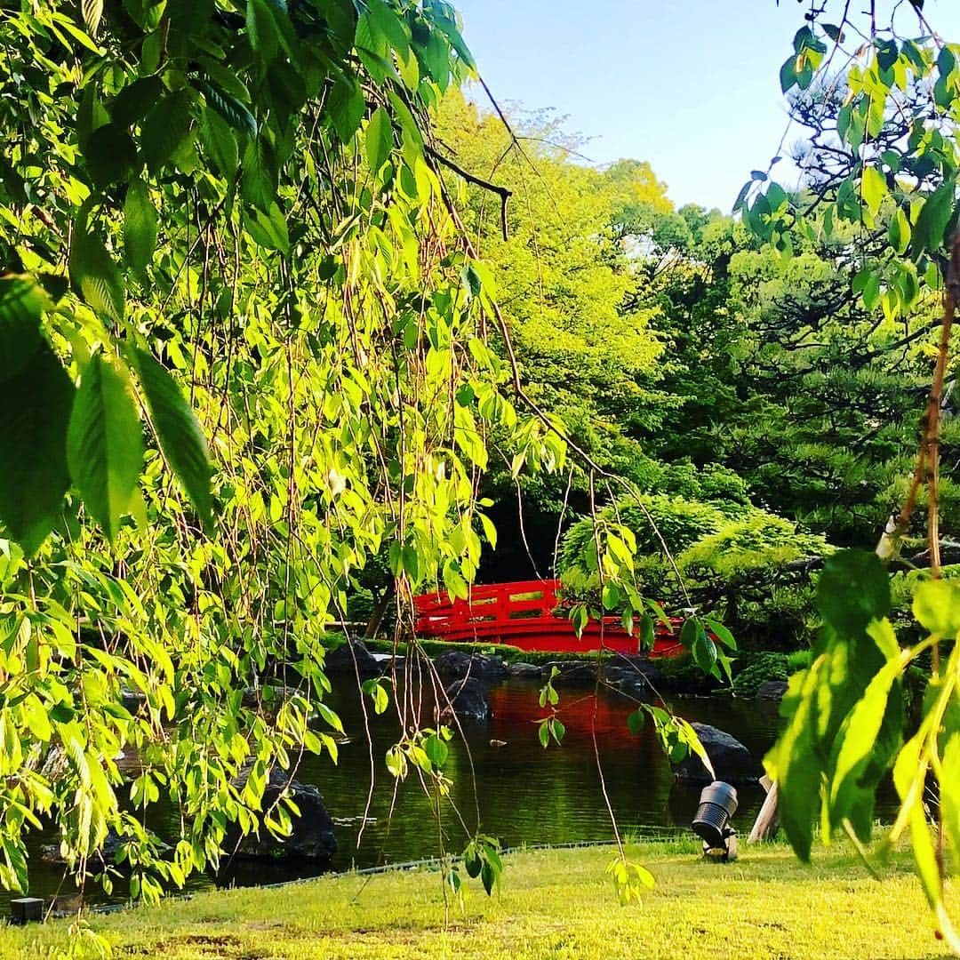 ホテル ニューオータニさんのインスタグラム写真 - (ホテル ニューオータニInstagram)「Today we celebrate a national holiday called Greenery Day in Japan, a day to show appreciation for nature. Spend time in Hotel New Otani Tokyo’s #japanesegarden to embrace nature!  今日はみどりの日ですね。ホテルニューオータニの日本庭園で、瑞々しい新緑の光り輝くような美しさをぜひご堪能下さい。 #みどりの日 #新緑 #日本庭園 #橋 #庭園 #散歩 #祝日 #ゴールデンウイーク #赤坂 #ホテルニューオータニ #greeneryday #greenery #nationalholiday #freshgreen #strolling #lovenature #akasaka @hotelnewotanitokyo」5月4日 18時03分 - hotelnewotanitokyo