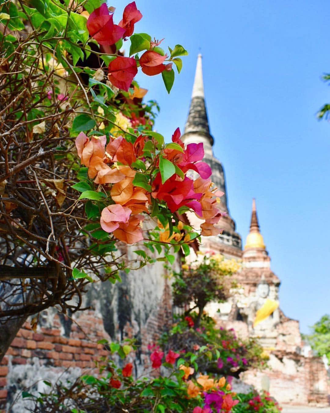 タイ国政府観光庁さんのインスタグラム写真 - (タイ国政府観光庁Instagram)「サワッディー・カー🙏﻿ ﻿ 今日の #thailovers は、@natcam.bkk さん🇹🇭﻿ ﻿ 世界遺産アユタヤのお寺「ワット・ヤイ・チャイ・モンコン」で撮影した１枚📸﻿ ﻿ 様々な色の花を付けるブーゲンビリアが美しいですね💐﻿ ﻿ 📷 @natcam.bkk﻿ 📍 ワット・ヤイ・チャイ・モンコン﻿ ﻿ ・・・・・・・﻿ ［タイ好き（THAI LOVERS）な皆さんの写真を大募集🇹🇭💕］﻿ ﻿ ハッシュタグ #thailovers をつけてタイで撮影した写真を投稿すると、こちらでご紹介させて頂くことがあります。皆さんからの投稿をお待ちしています 😊﻿ ﻿ #repost #タイ #アユタヤ #ワットヤイチャイモンコン #世界遺産 #タイ寺院 #ブーゲンビリア #花のある風景 #こんなタイ知らなかった #もっと知りタイ #タイ旅行 #アユタヤ旅行 #花好きな人と繋がりたい #旅好きな人と繋がりたい #旅行好きな人と繋がりたい #thailand #ayutthaya  #watyaichaimongkon #bougainvillea #flower #amazingthailand #thailandtravel #thailandtrip #thai #thaistagram #lovethailand #worldheritage」5月4日 18時09分 - amazingthailandjp