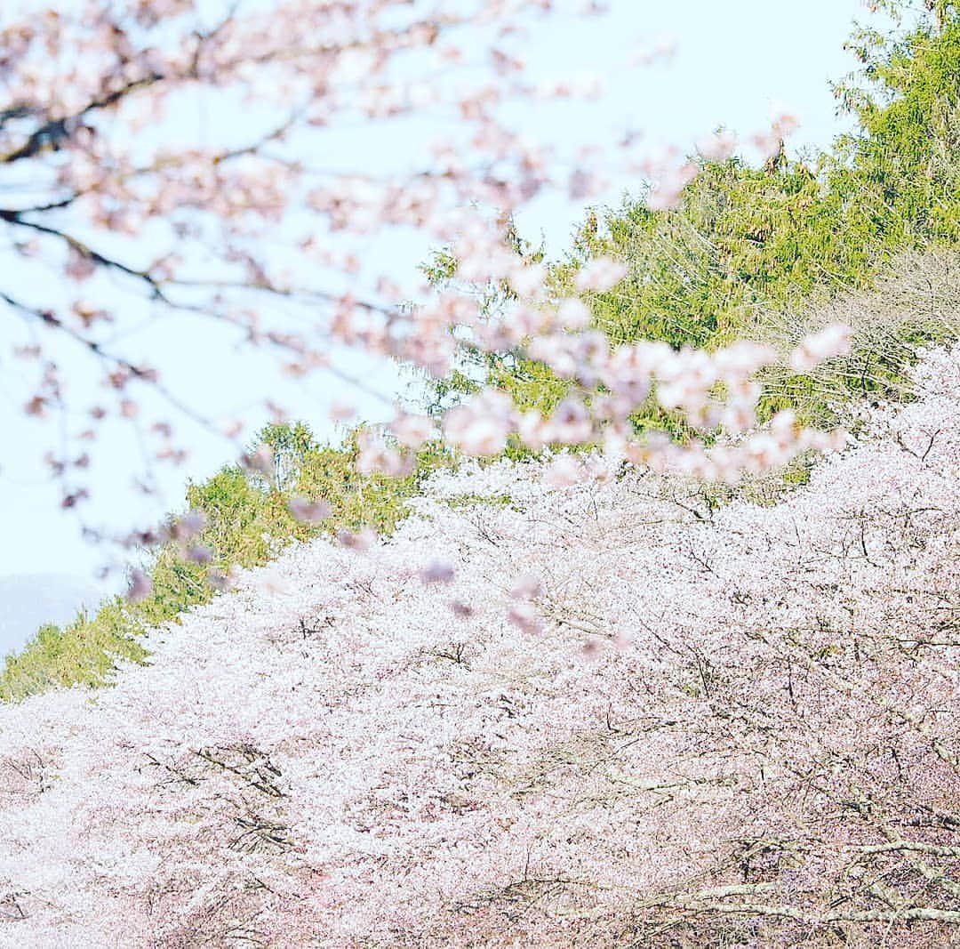 CLEAR de SIGNさんのインスタグラム写真 - (CLEAR de SIGNInstagram)「北海道も桜が満開！ これから最高の季節です。 ・ #静内 #静内二十間道路桜並木 #桜 #満開 #sakura #hokkaidotrip #hokkaido」5月4日 18時09分 - cleardesign