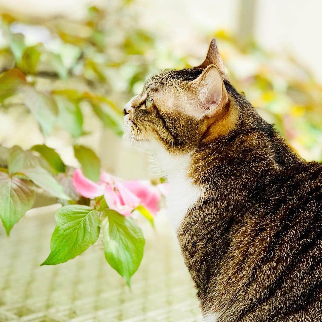 安珠さんのインスタグラム写真 - (安珠Instagram)「「き」がつくだけで すごく可愛い名前になる笑 「花水木」は猫も眺めるほど今年も満開  #花水木 #cat #猫 #安珠写真家」5月4日 18時21分 - anjuphotographer