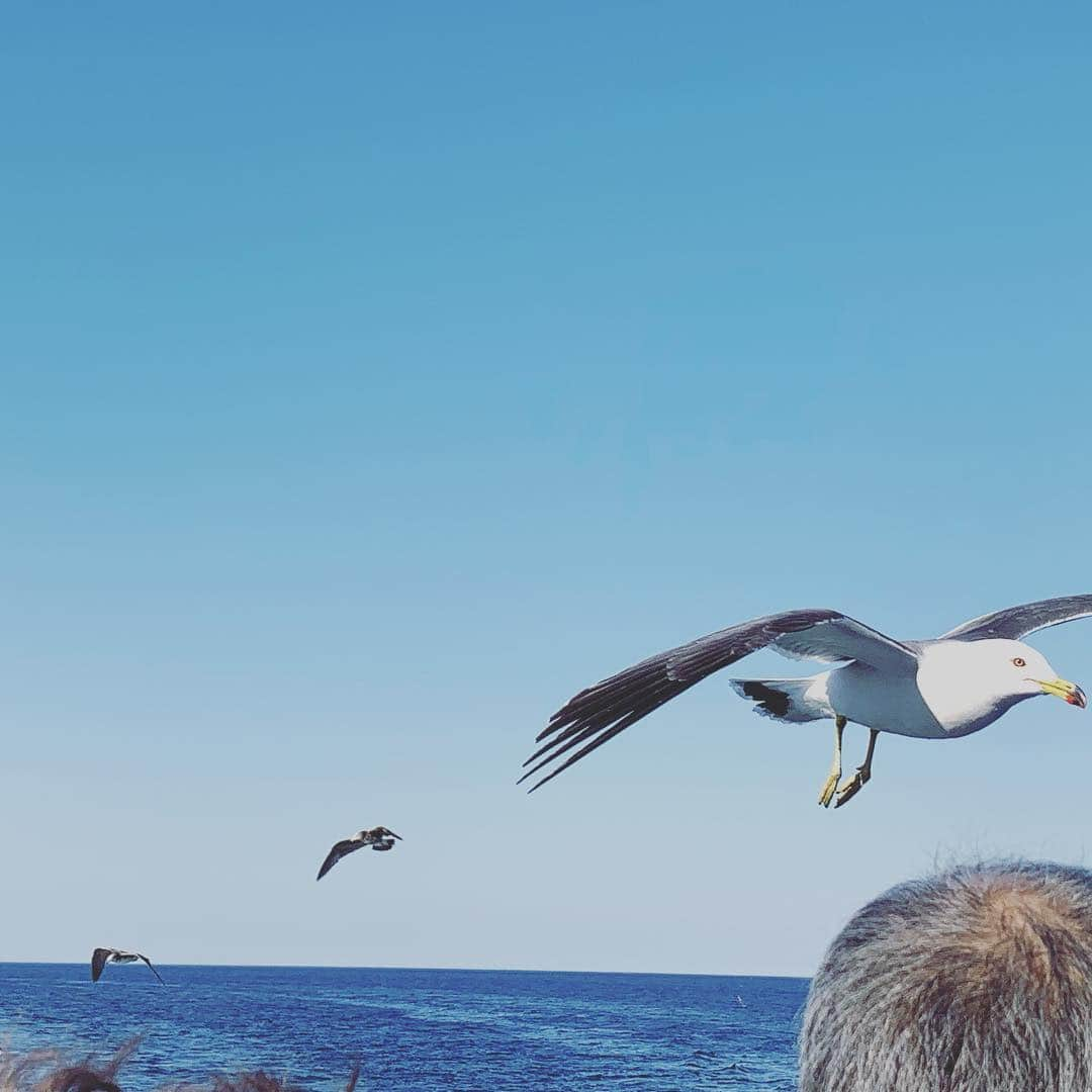 大隅智子さんのインスタグラム写真 - (大隅智子Instagram)「宮古・浄土ヶ浜に来ました！遊覧船に乗り、ウミネコにパンをやりました！ウミネコに想いが届いた^_^ #宮古 #浄土ヶ浜 #ウミネコ」5月4日 18時22分 - tomokotenki