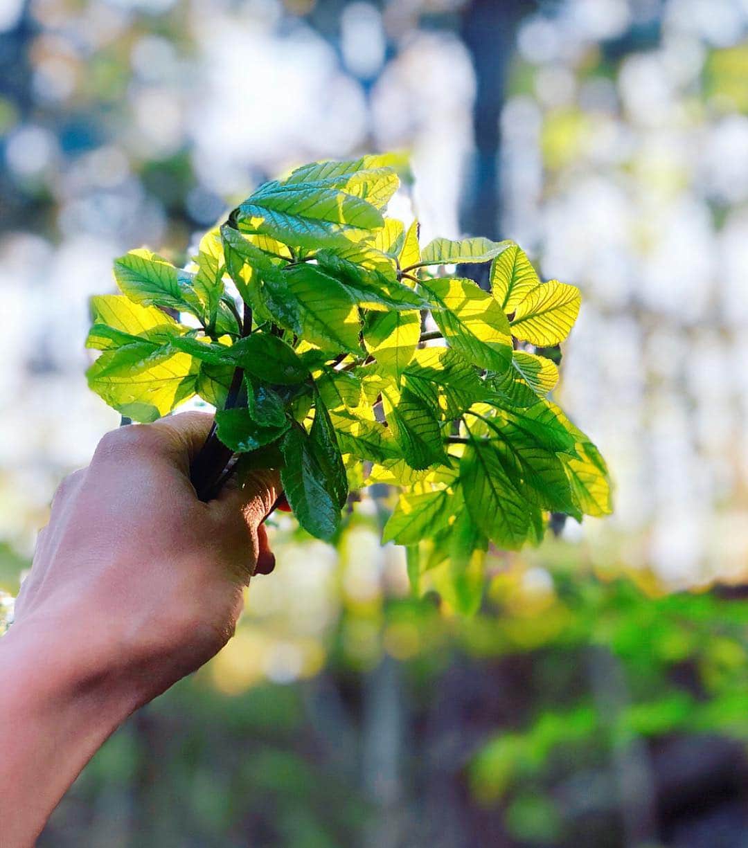 内山理名さんのインスタグラム写真 - (内山理名Instagram)「夕陽にあたる コシアブラ🐿 ・ 山菜の女王らしい。 木の上の方にあるの。 手足を伸ばして 採りにいく！！ ・ #nature #コシアブラ」5月4日 18時46分 - rinauchiyama_official