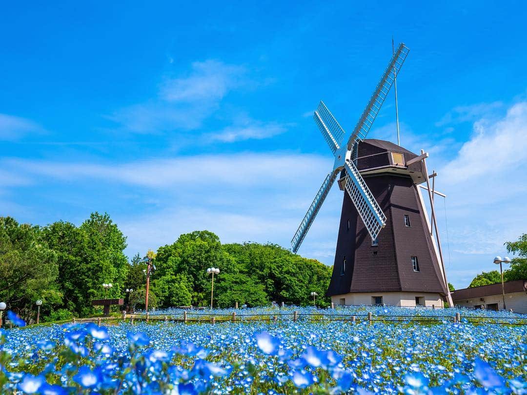 のインスタグラム：「【Follow us! @thegate_japan】 THE GATE is a website for all journeys in Japan. Follow @thegate_japan for japan travel inspiration! . Hitachi Seaside Park(#ひたち海浜公園) has an especially wide range of greens and flowers for every season💠💠✨ . In the spring, the park’s nationally acclaimed nemophila field creates a breathtaking baby blue scenery as it becomes one with the sky and ocean. . Summer at the park provides a delightful sunflower patch and lavender field, and fiery red kochia warm up the chilly autumn air. . Check more information about Japan. →@thegate_japan . #Japan #thegate_japan #travel #exploring #thegate #thegate_spring #visitjapan #sightseeing #ilovejapan #triptojapan #beautifulflowers #flowers #gardens #nature #beautifulnature #spring #springseason #spring」