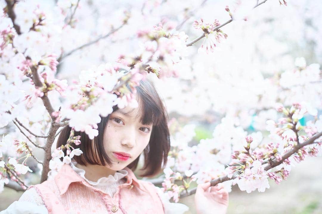 麻衣愛さんのインスタグラム写真 - (麻衣愛Instagram)「桜」5月4日 18時40分 - http4020