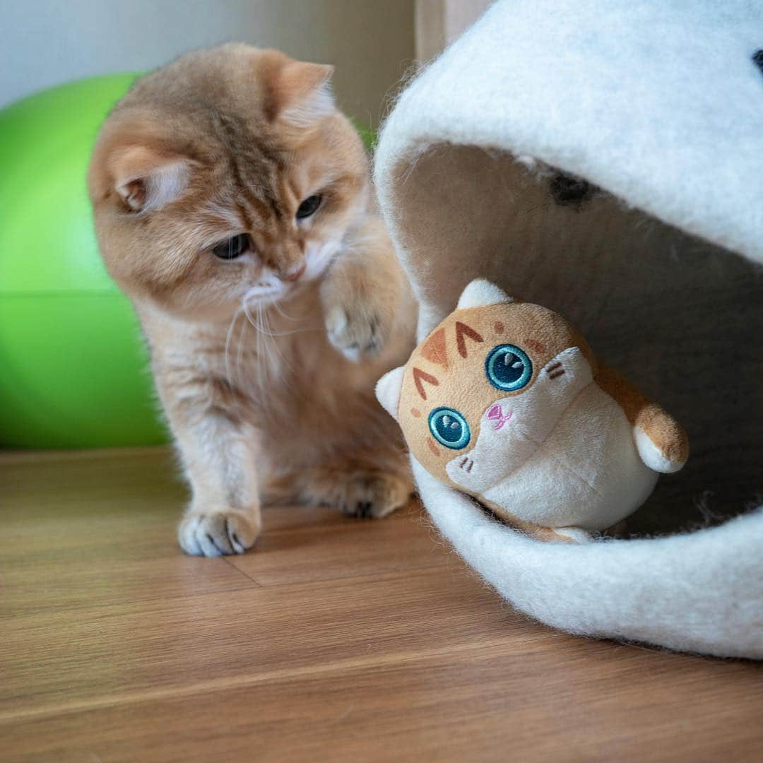 Hosicoさんのインスタグラム写真 - (HosicoInstagram)「Happy Hosiday! 💕 Plush are again available to order. Link in bio @hosico_cat 🧸」5月4日 18時43分 - hosico_cat