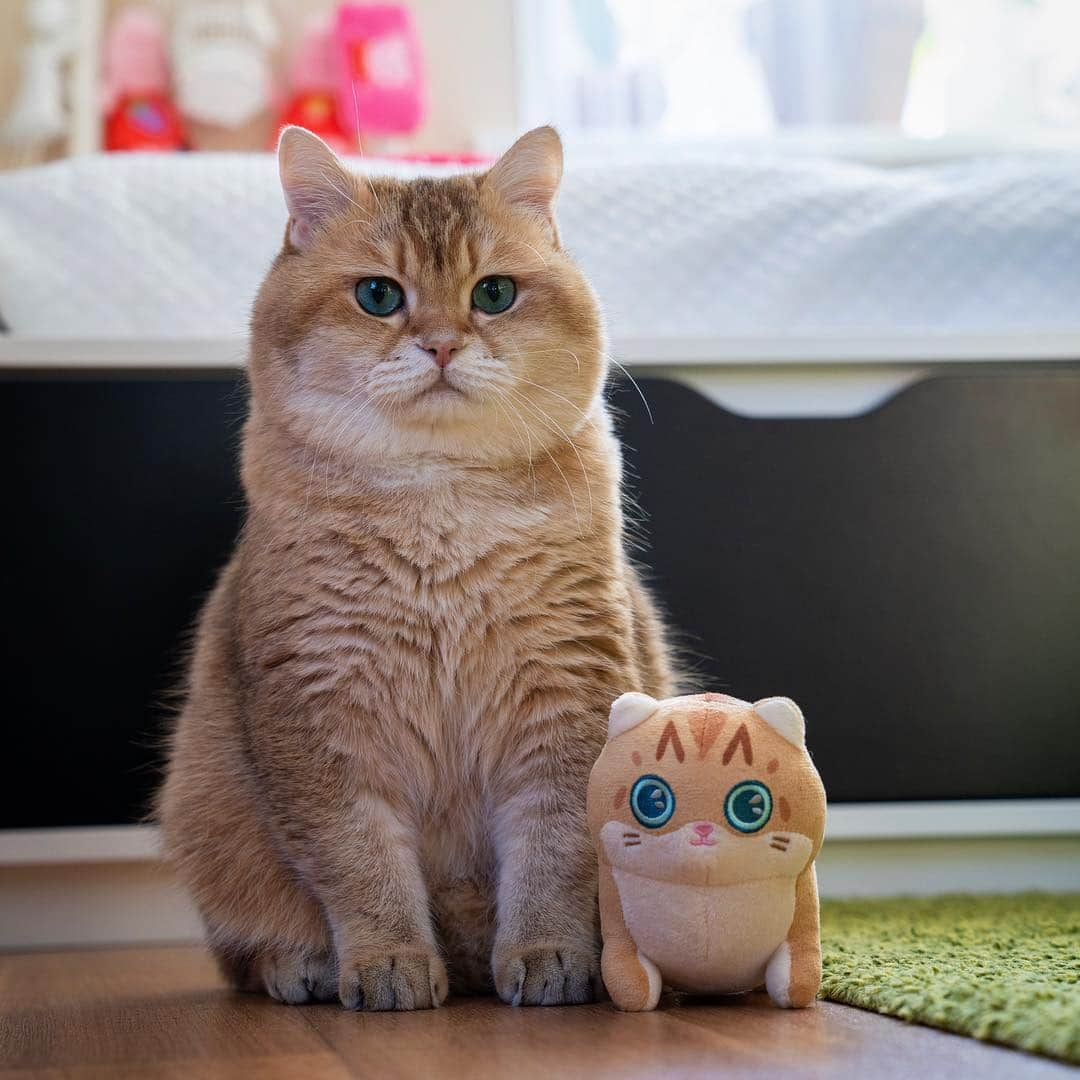 Hosicoさんのインスタグラム写真 - (HosicoInstagram)「Happy Hosiday! 💕 Plush are again available to order. Link in bio @hosico_cat 🧸」5月4日 18時43分 - hosico_cat