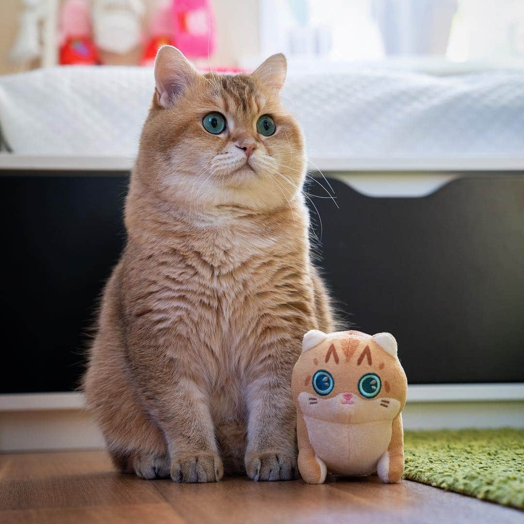 Hosicoさんのインスタグラム写真 - (HosicoInstagram)「Happy Hosiday! 💕 Plush are again available to order. Link in bio @hosico_cat 🧸」5月4日 18時43分 - hosico_cat