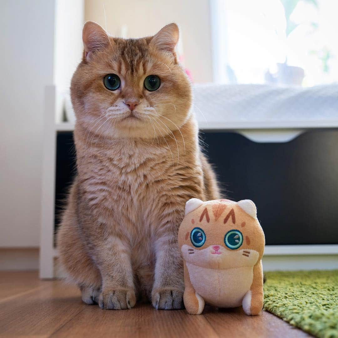 Hosicoさんのインスタグラム写真 - (HosicoInstagram)「Happy Hosiday! 💕 Plush are again available to order. Link in bio @hosico_cat 🧸」5月4日 18時43分 - hosico_cat