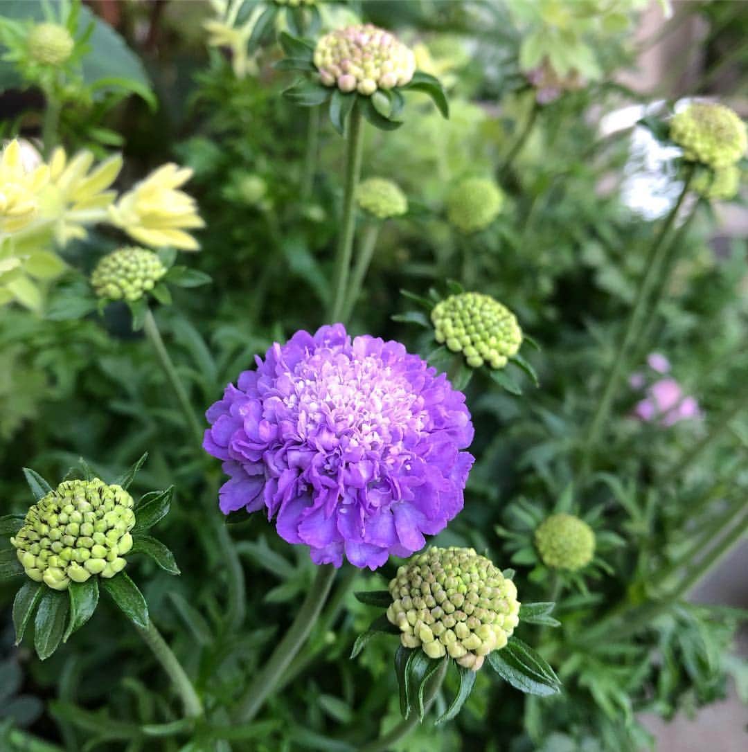 chai0219さんのインスタグラム写真 - (chai0219Instagram)「ブルーのスカビオサも咲いてきました♡  #mの植物記録 #植物のある暮らし #スカビオサ #flora #flower #flowers  #ベランダ #ベランダガーデン  #植物 #花 #plants #今朝のベランダ」5月4日 18時58分 - chai0219