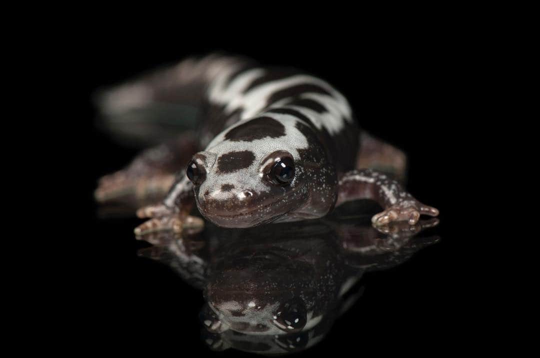Joel Sartoreさんのインスタグラム写真 - (Joel SartoreInstagram)「The marbled salamander, like this one @stlzoo, can be found throughout most of the eastern U.S., reaching as far north as southern New England, and as far south as East Texas. This species will spend most of its life residing in floodplains and low-lying areas dominated by hardwood trees. During drier months the salamander will remain underground, emerging in the fall to journey out of the woods in search of a nearby pond where it will mate. In recent years, amphibians across the globe, including salamanders, have been experiencing population declines. ​While some cases can be linked to habitat destruction and pollution, others appear to have no direct cause. These mysterious cases have yet to be solved, but long-term studies suggest that amphibian populations can naturally fluctuate widely over a period of time, with breeding populations in the thousands in some years and near zero in others. #SalamanderSaturday #marbled #salamander #spotty #mirrorimage #amphibian #photoark #savetogether」5月4日 19時12分 - joelsartore