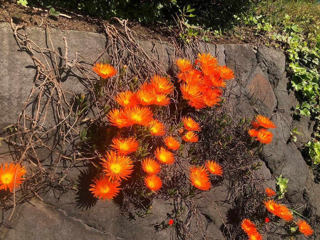 樋浦結花さんのインスタグラム写真 - (樋浦結花Instagram)「・ きれい🧡🧡🧡🧡🧡 ・ ・ #flower #orange #🧡」5月4日 19時06分 - hiura_yuika