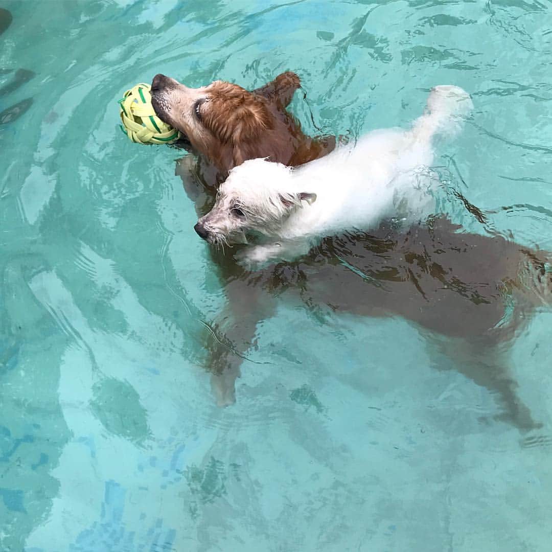 Hoykong&Plamuekのインスタグラム：「Afternoon swimming  วันนี้ว่ายช่วงเย็นๆ กลางวันร้อนเกิน ว่ายแป๊บเดียวหมดแรงแล้วคร้าบ #หอยโข่งปลาหมึก #hkpm」