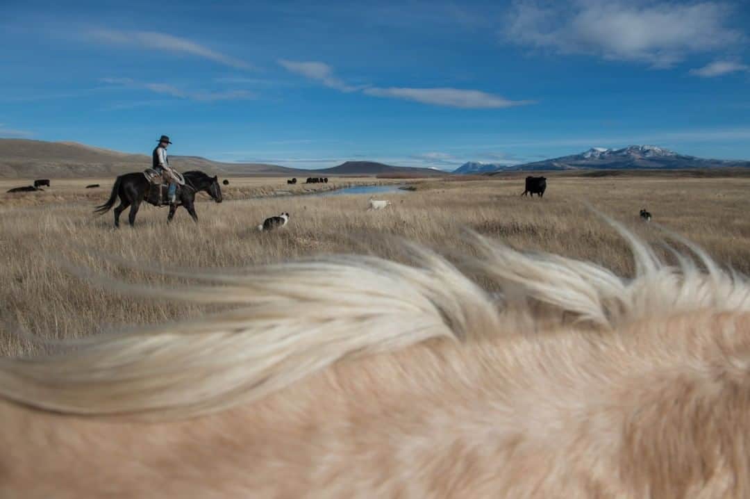 National Geographic Travelさんのインスタグラム写真 - (National Geographic TravelInstagram)「Photo by @amivitale | Stephen Becklund and his dogs, Max and Ellie, herd cattle at the J Bar L ranch on a sunny November day in the Centennial Valley of southern Montana.  The Centennial Valley is an important wildlife corridor for elk, moose, antelope, deer, wolverines, grizzly bears, wolves and hundreds of bird species.  For more stories about how helping mother nature really is about helping ourselves, follow @amivitale @natgeoimagecollection @natgeo @thephotosociety #montana #west #ranching #horses #cowboys」5月4日 19時14分 - natgeotravel