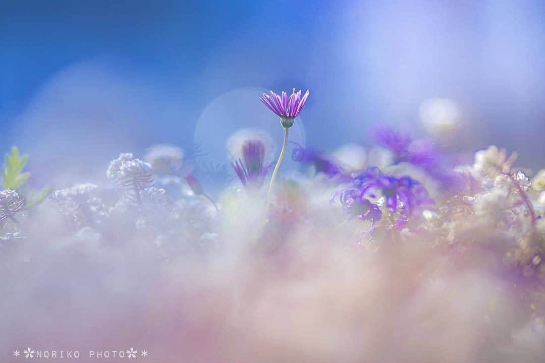 花の写真館のインスタグラム：「Photo by @norinorijapan.⠀ https://instagram.com/norinorijapan/⠀ .⠀ Original Post[投稿頂いたURL]⠀ https://www.instagram.com/p/Be2c_92AwXv/⠀ .⠀ 本アカウントは、 #私の花の写真 をつけてInstagramに投稿された皆さまの花の写真や、「花の写真館」Facebookページで投稿された花の写真を紹介します。⠀ 「花の写真館」Facebookページは、「 @floral.photograph 」のプロフィールにあるURLからご覧ください。⠀ .⠀ #花の写真館 #floralphotograph #floralphoto #flower #flowers #富士フイルム #FUJIFILM⠀ Follow: @floral.photograph」