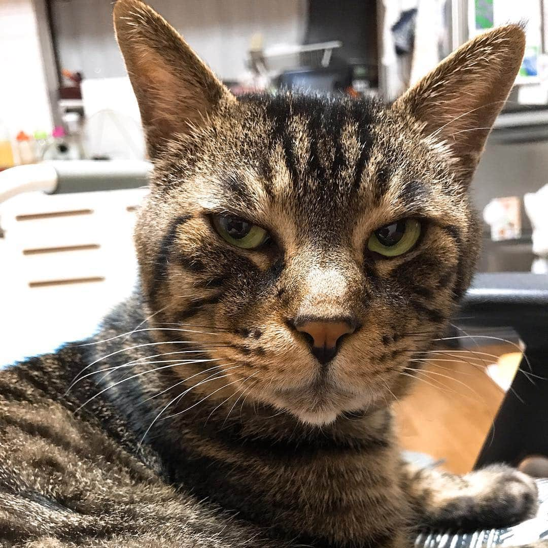 Musashiさんのインスタグラム写真 - (MusashiInstagram)「夕方ムサシさん。もう寝たいんだけど、の顔。I want to sleep. Go away.😒 #musashi #mck #cat #キジトラ #ムサシさん #musashi_the_cat #ねこすたぐらむ」5月4日 19時36分 - _daisy